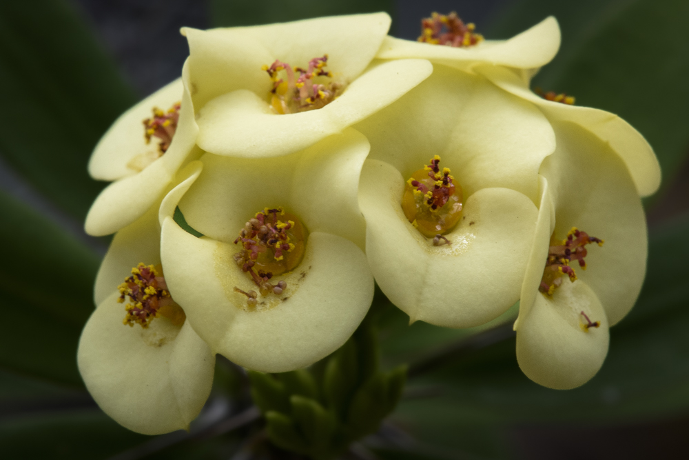 Shades of Yellow - Heaven's Sunshine