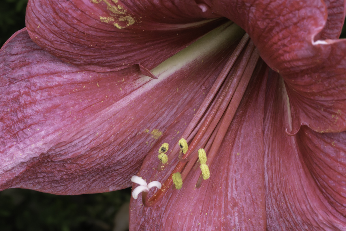 Touches of Pollen