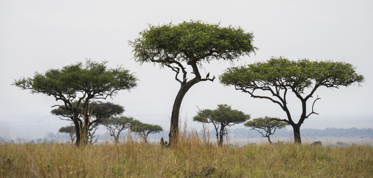 Minimalist to the max