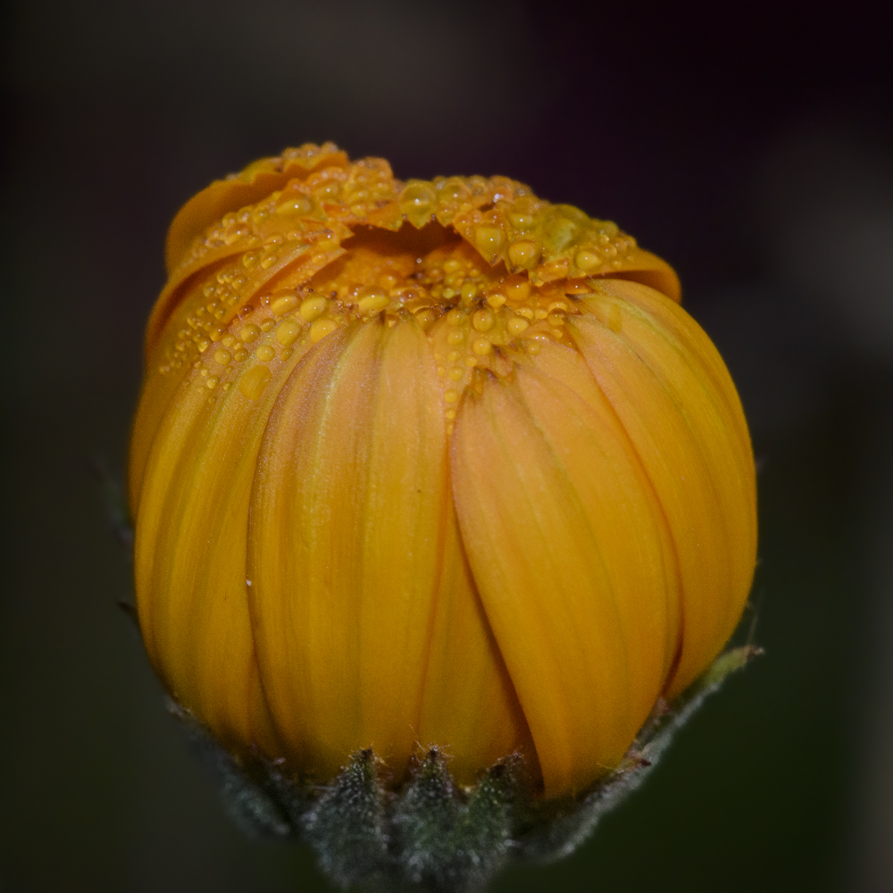 Round Dewdrops in the Garden