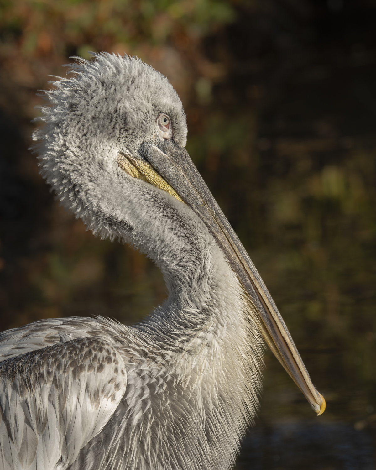 Largest of Pelicans
