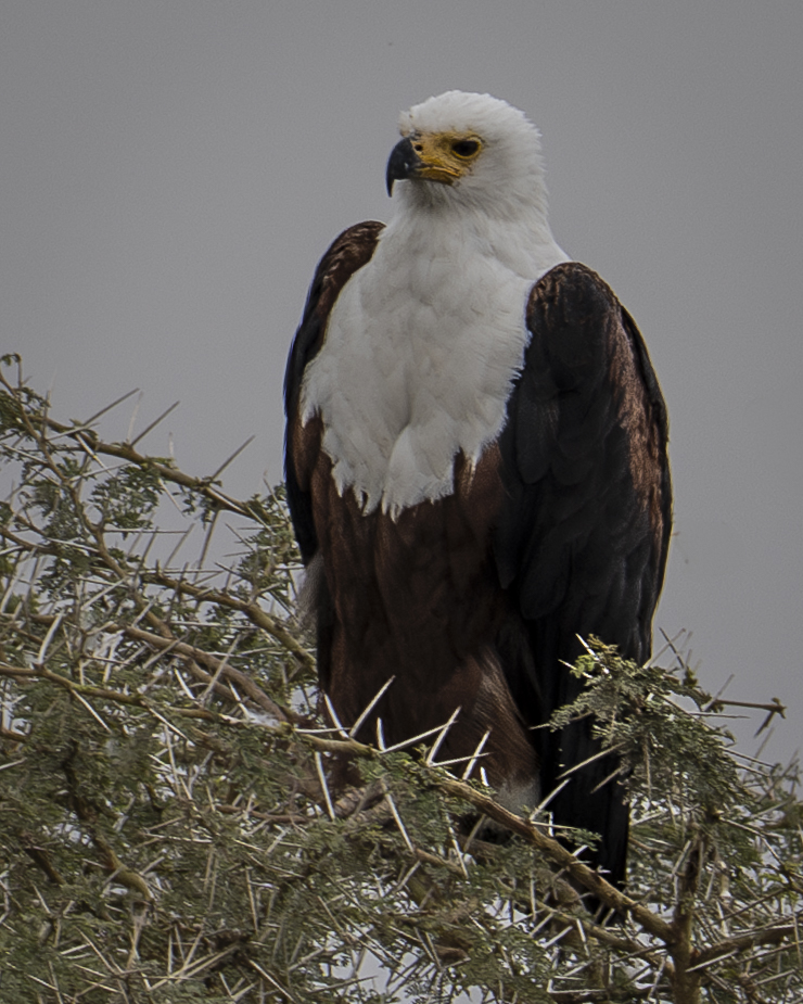 Standing Watch