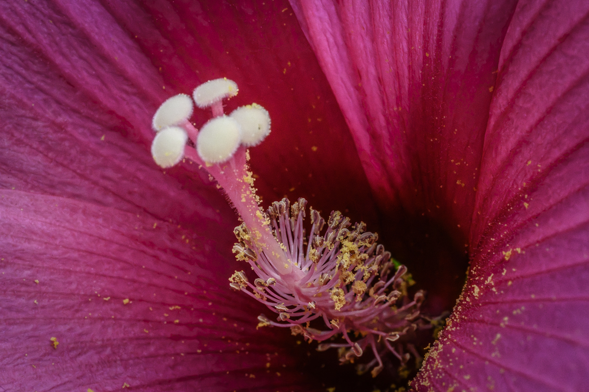 Speckled with Pollen