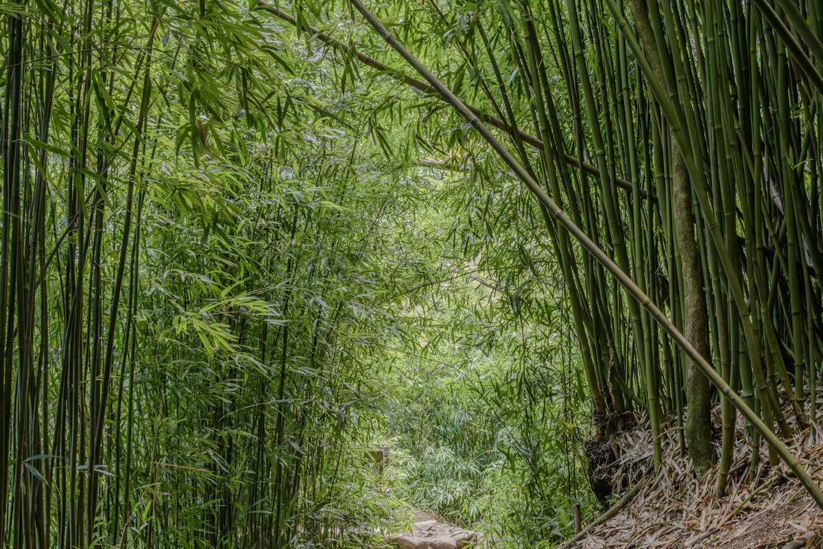 Looking For the Light