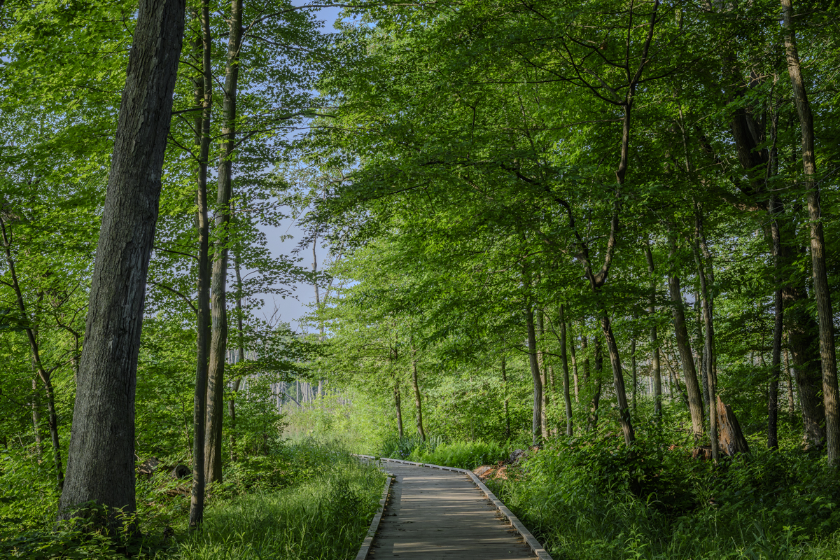In the Shadows of Trees