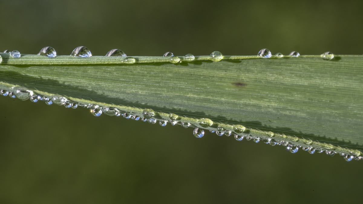 Glow of Tiny Drops of Dew
