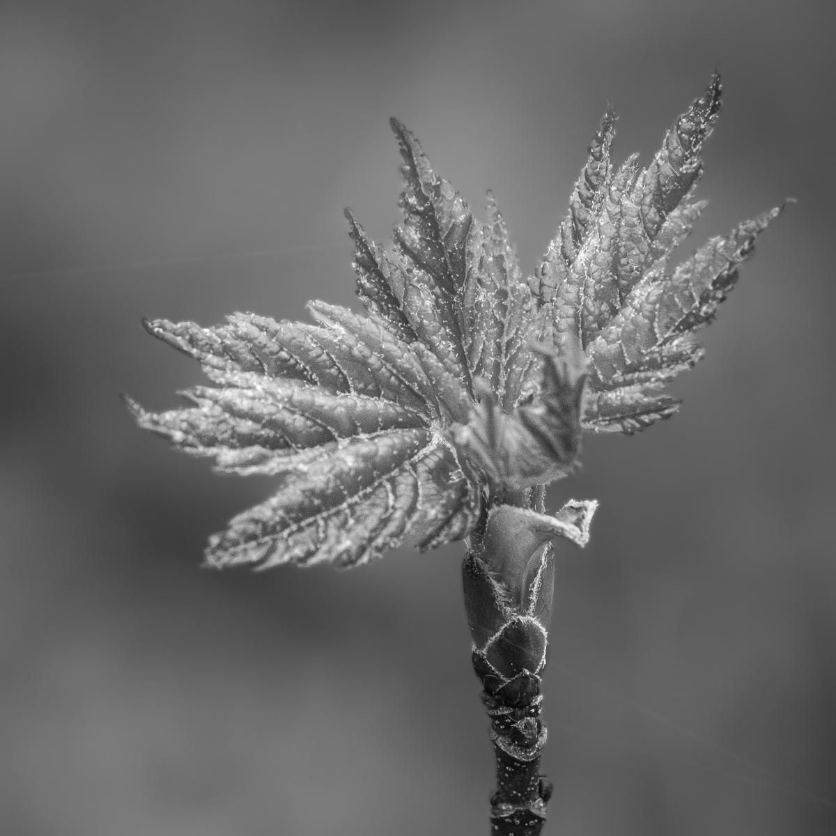Illusion of frost