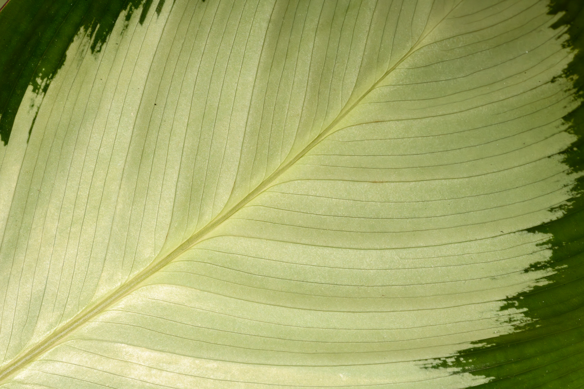 Lines in Nature