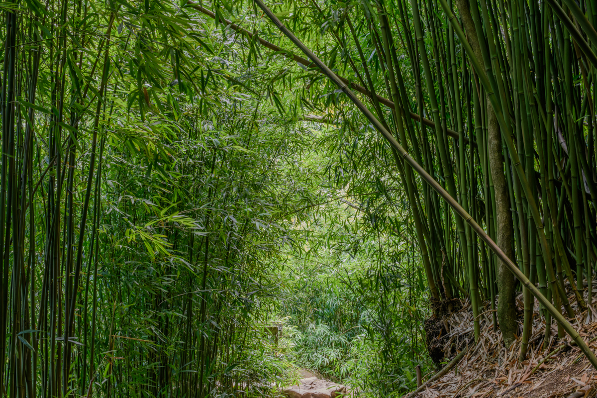Through the Bamboo Forest