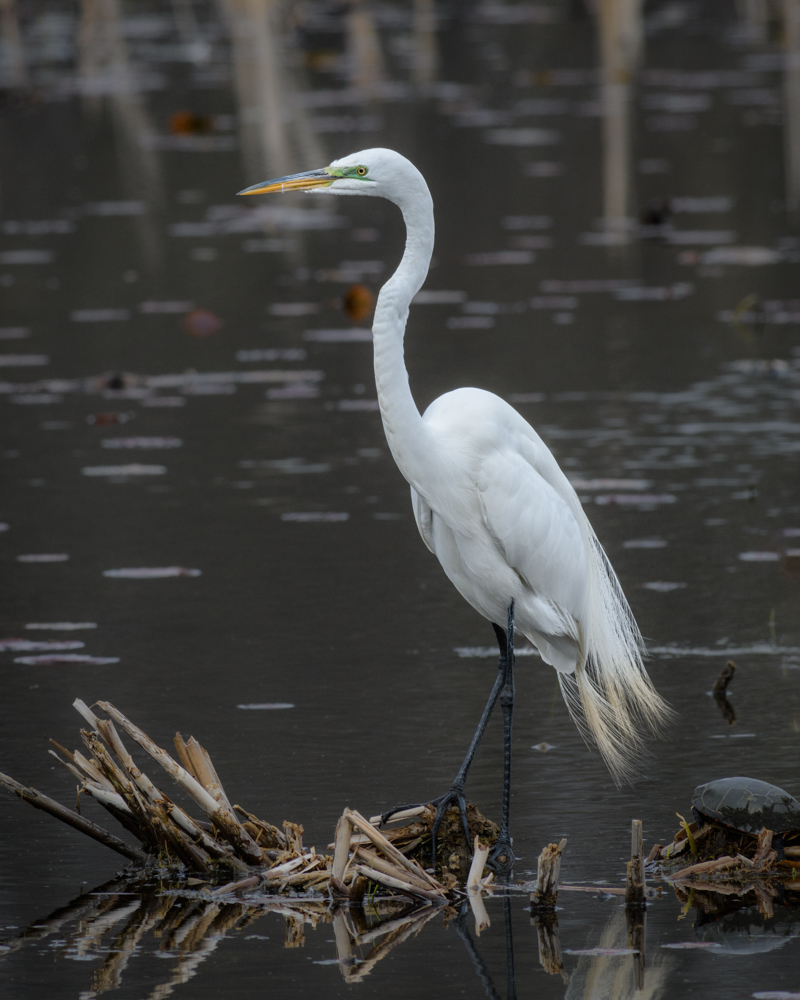 Stillness on the Marsh