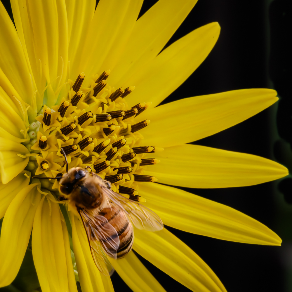 Sunflower and a Bee