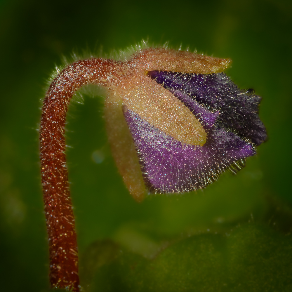 Budding Bloom
