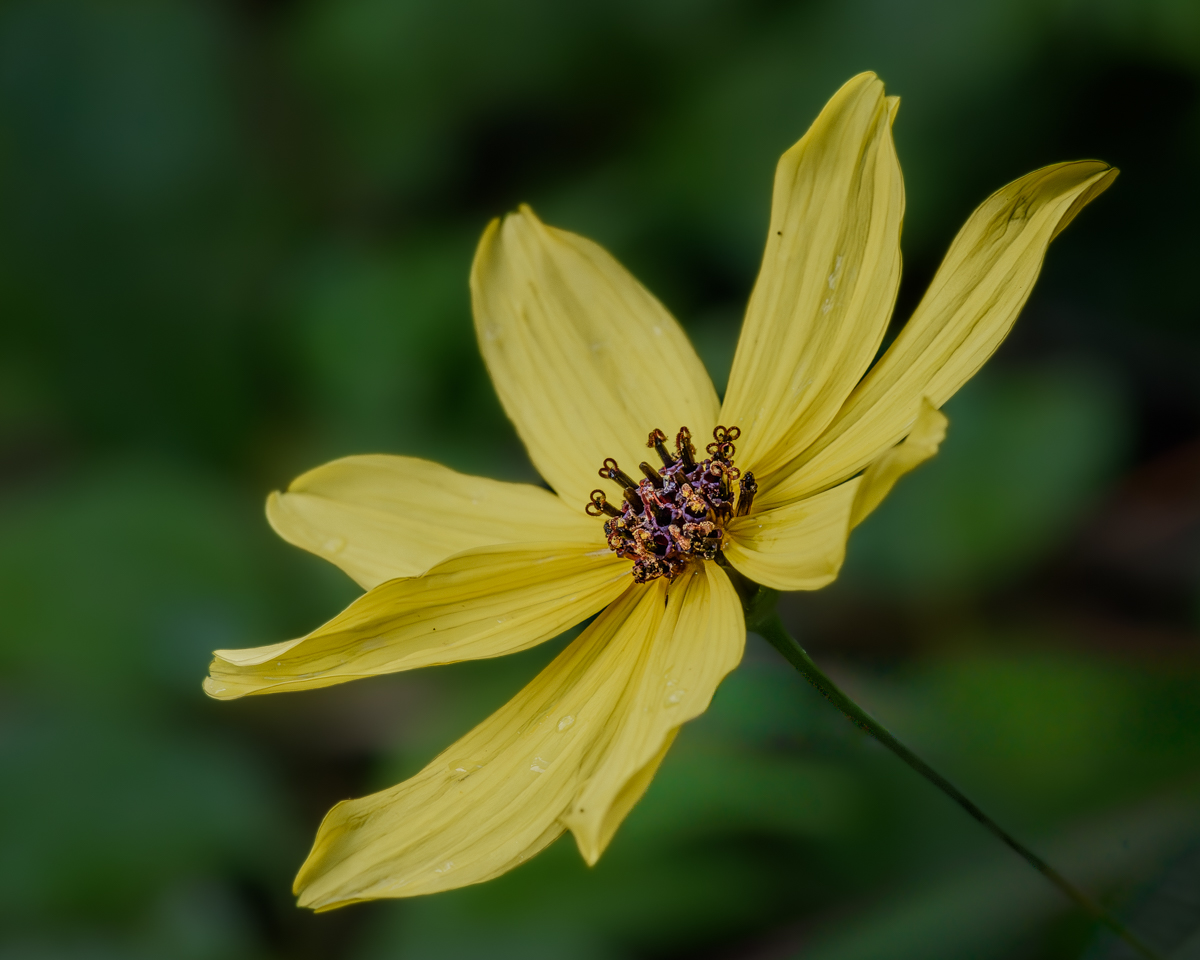 center of a wildflower