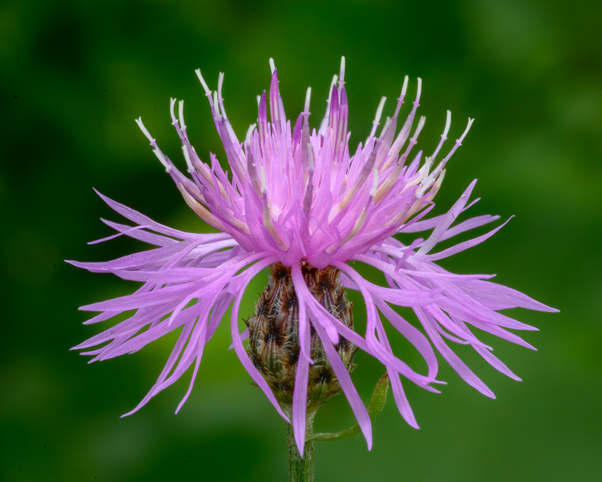 A Thistle