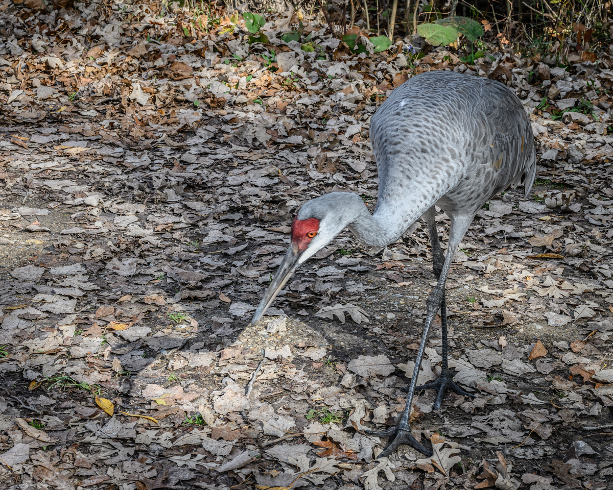 Sauntering Along the Trail