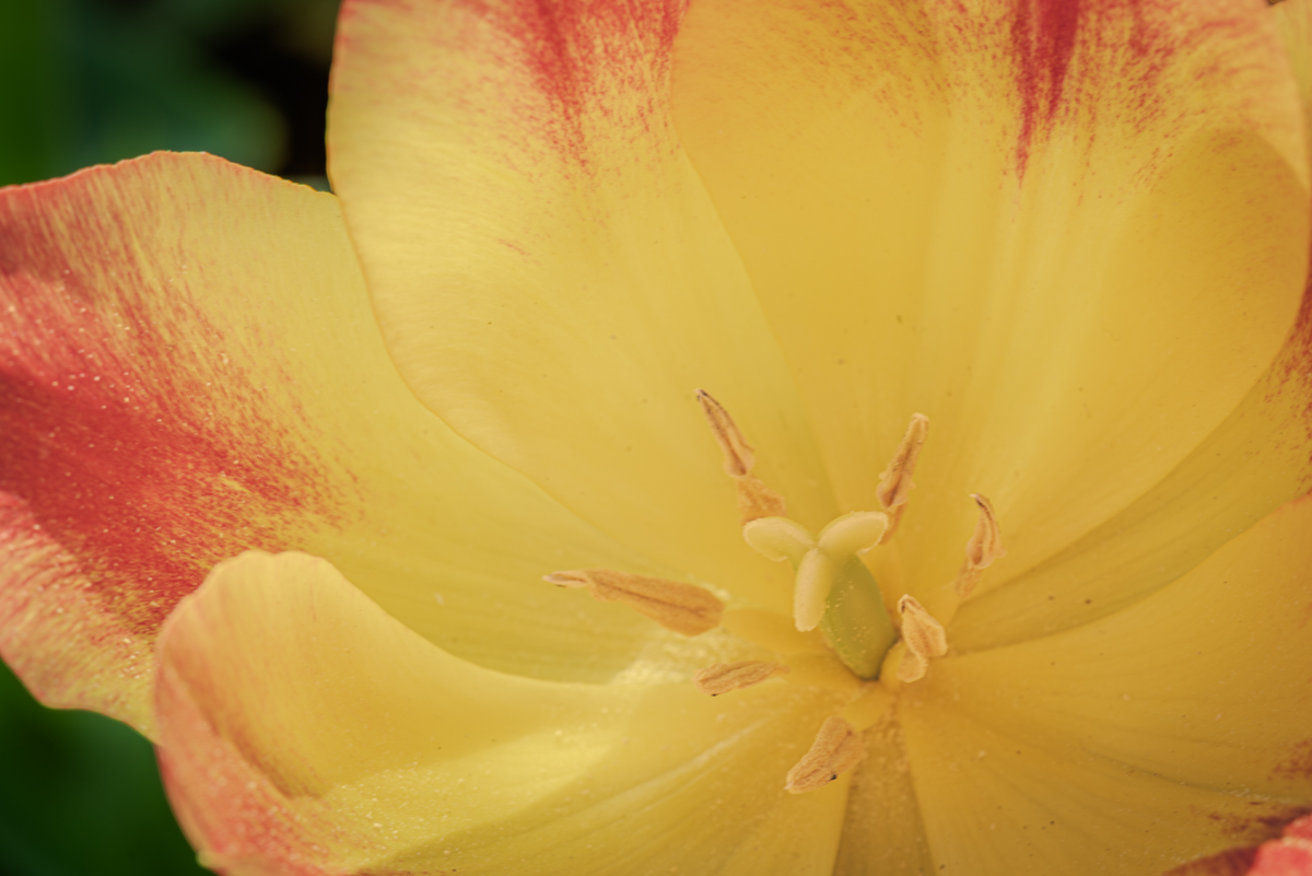 Parts of a Tulip