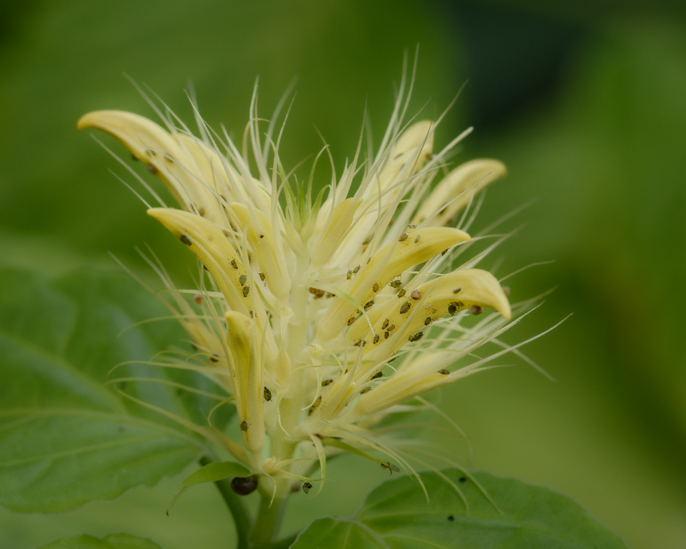 Feasting on Yellow