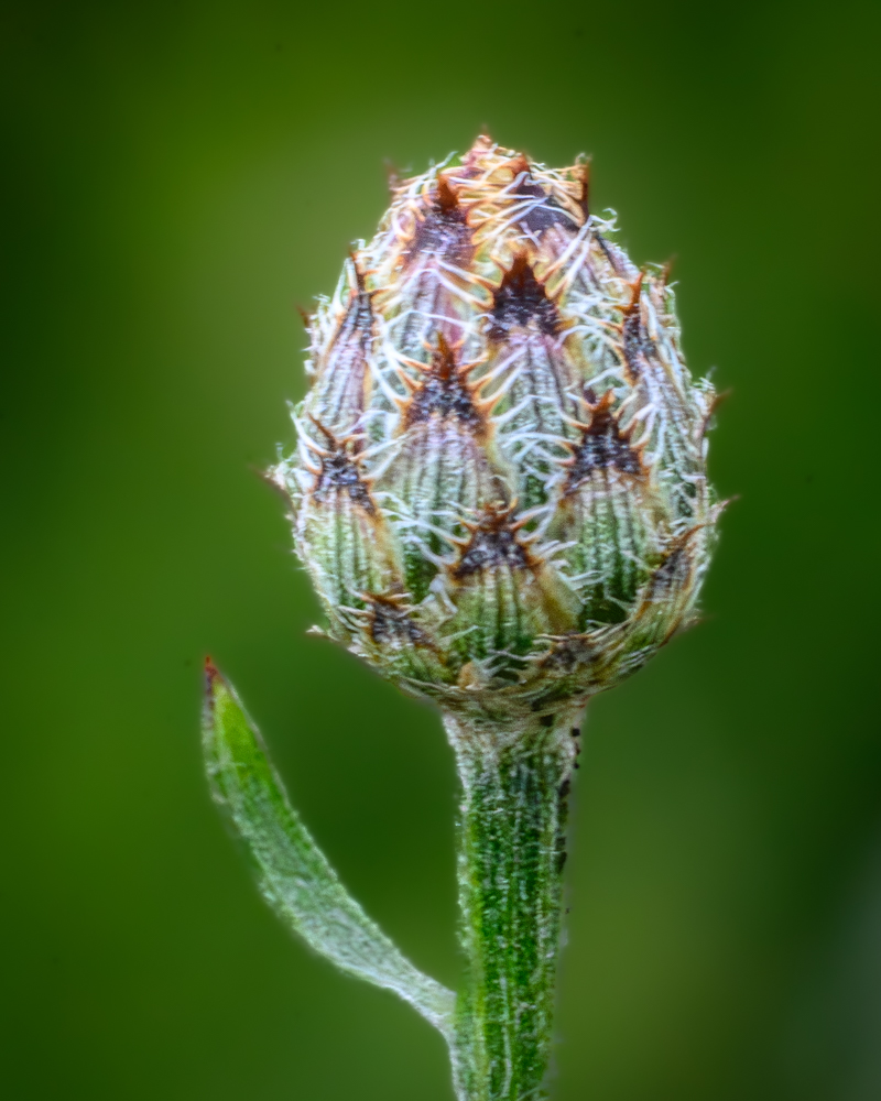 Seed Bud to Blossom