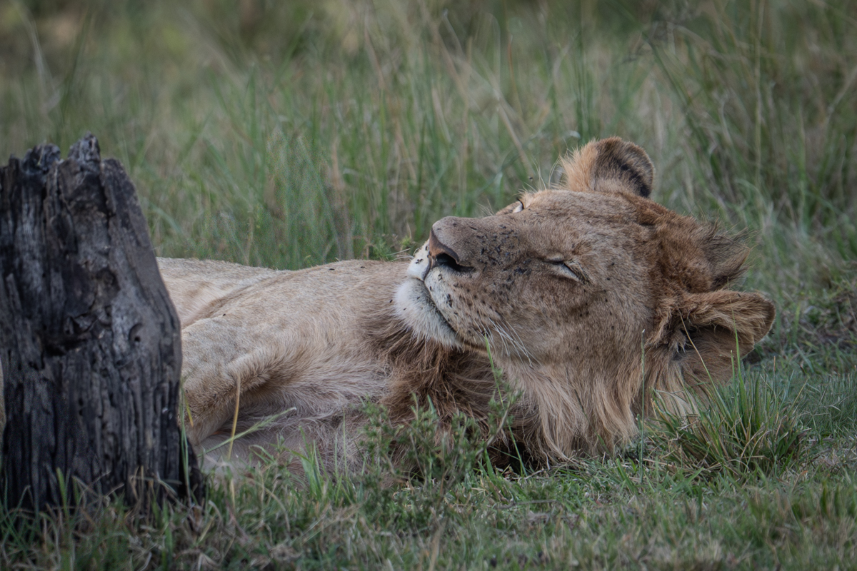 African Lion