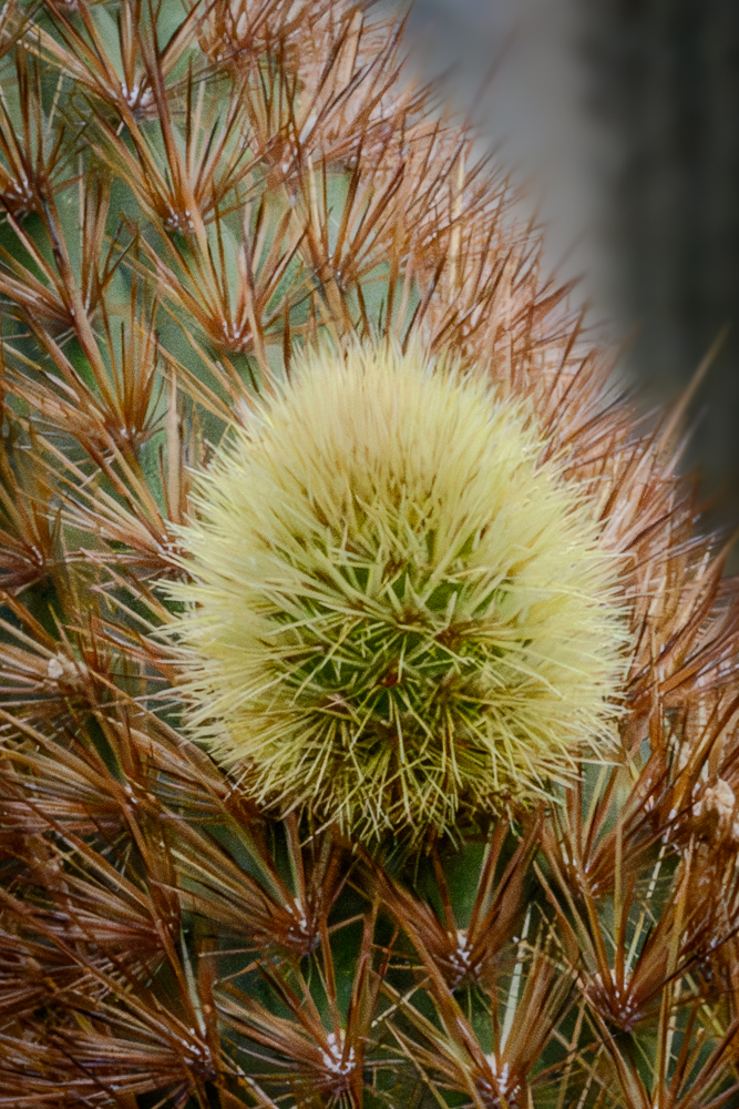 Prickly Upon Prickly