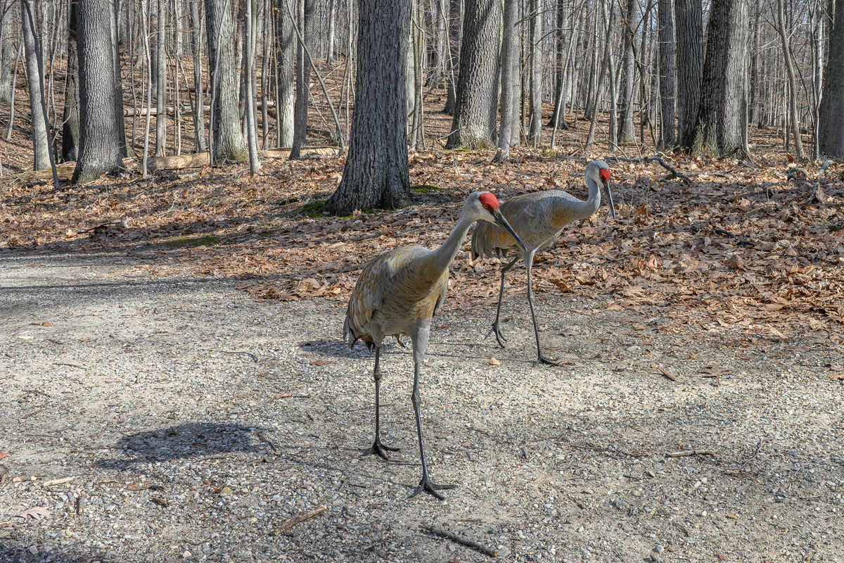A Spot of Red