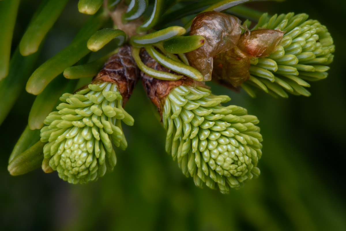 Sprouts of Spring