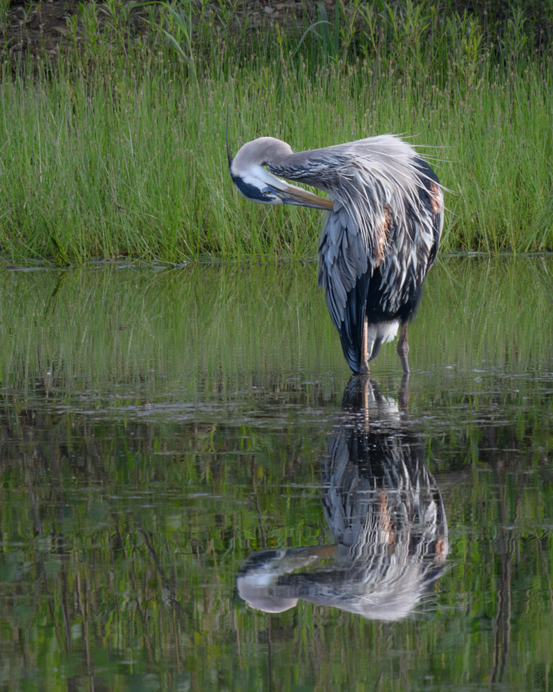 Mirror on the Marsh