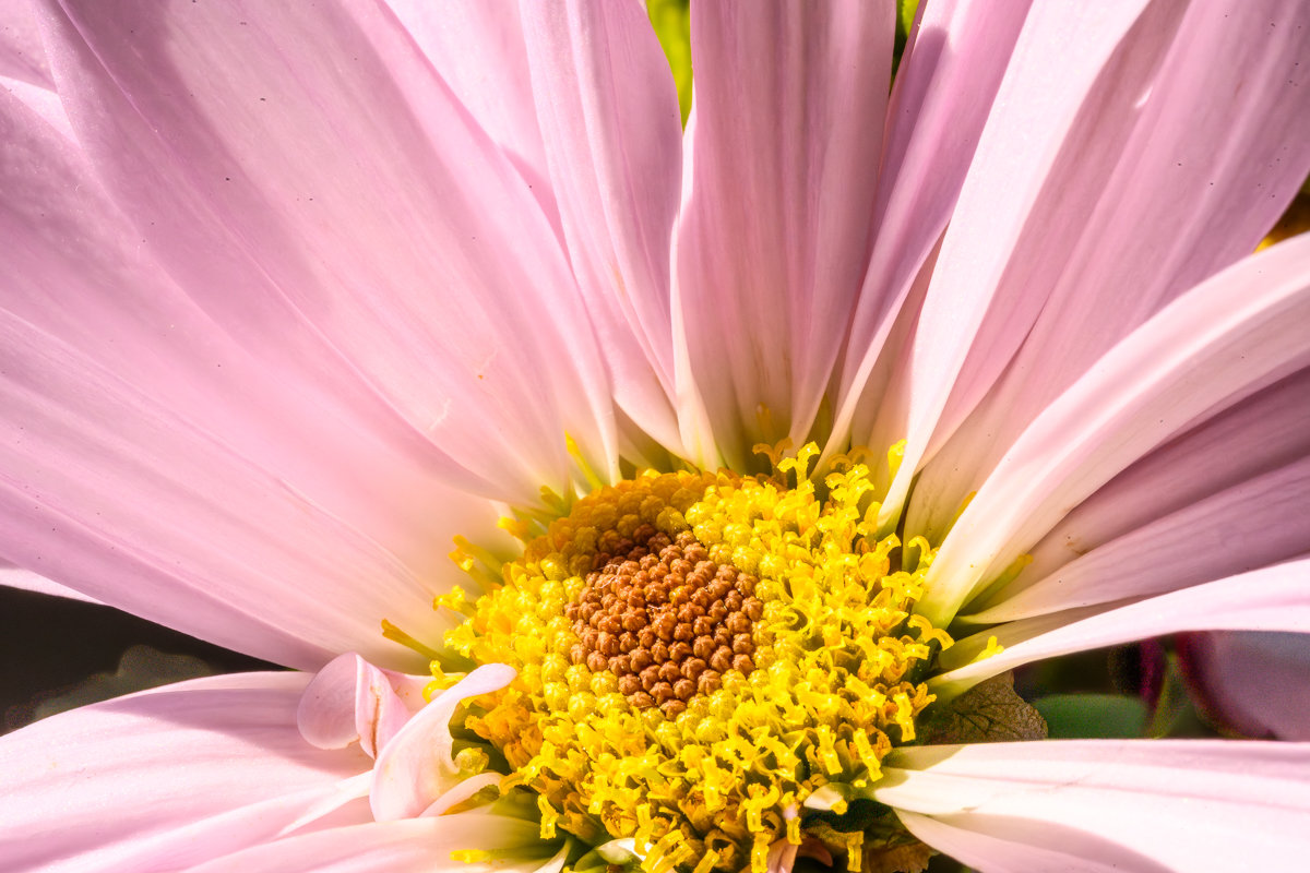 pink petals