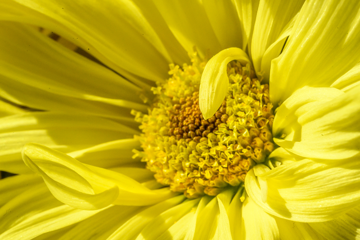 Layers of Yellow