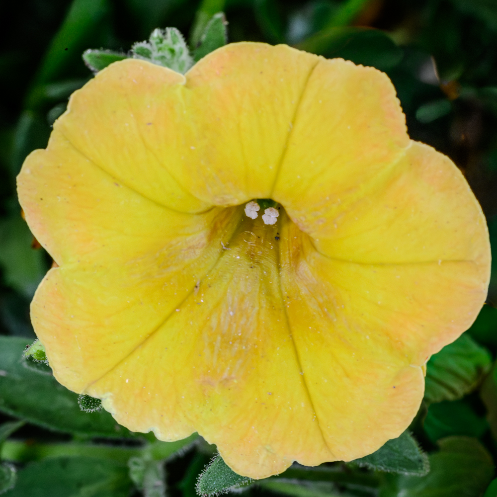 Brightness of Sunshine