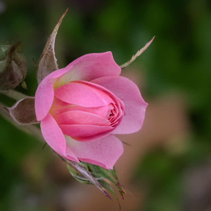 Pinks in the Garden