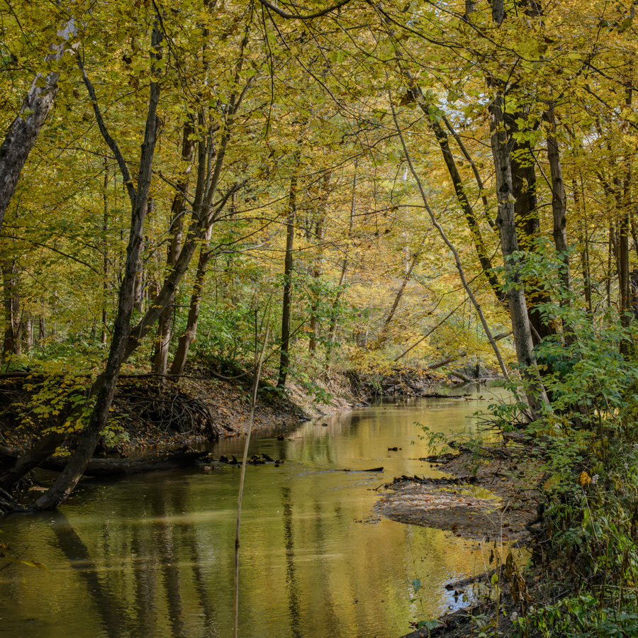 Yellows of Autumn