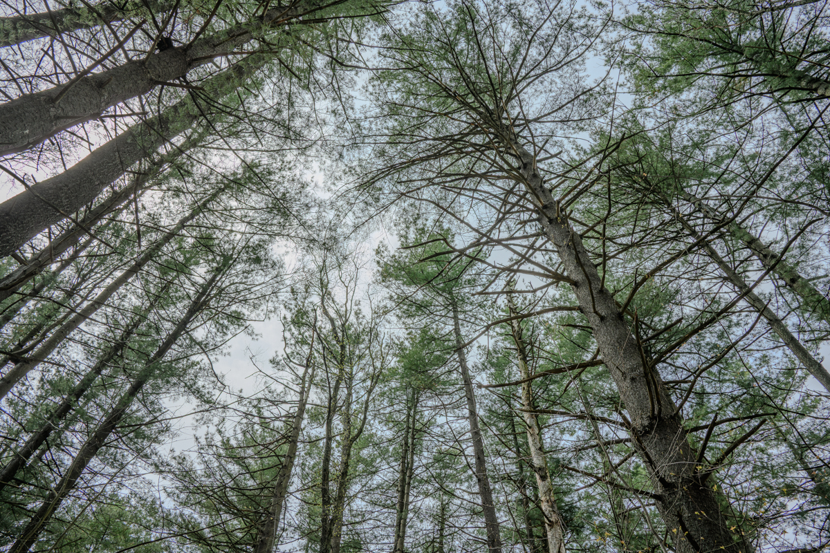 Looking Up