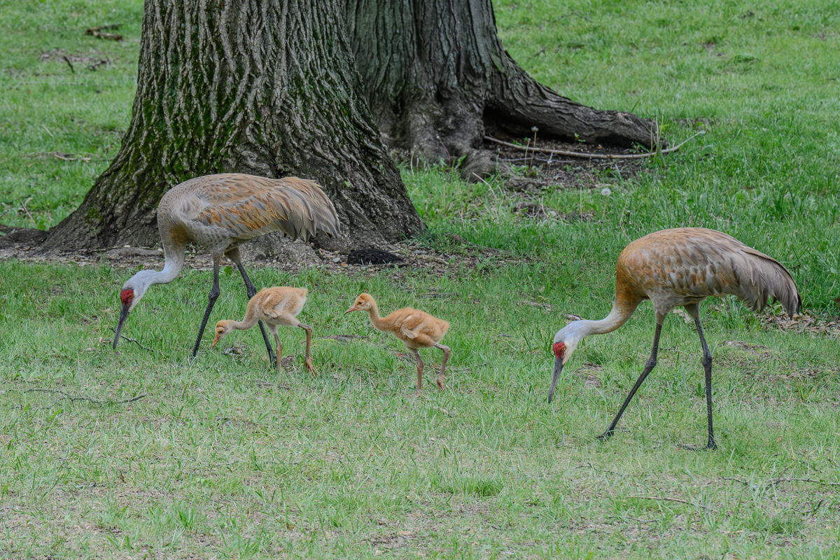 A Family Outing