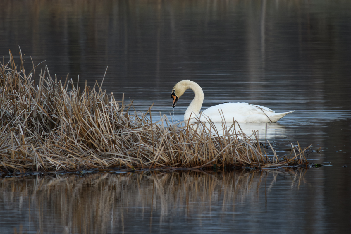 Peacefulness on the Great Marsh