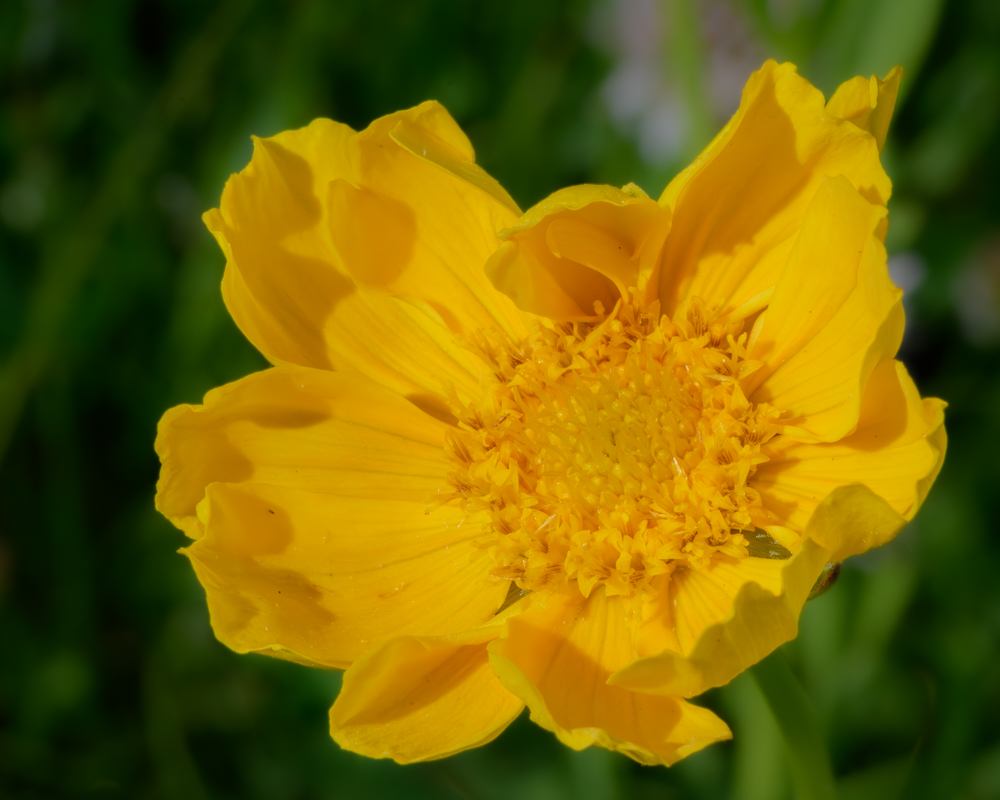 Yellow Along the Trail