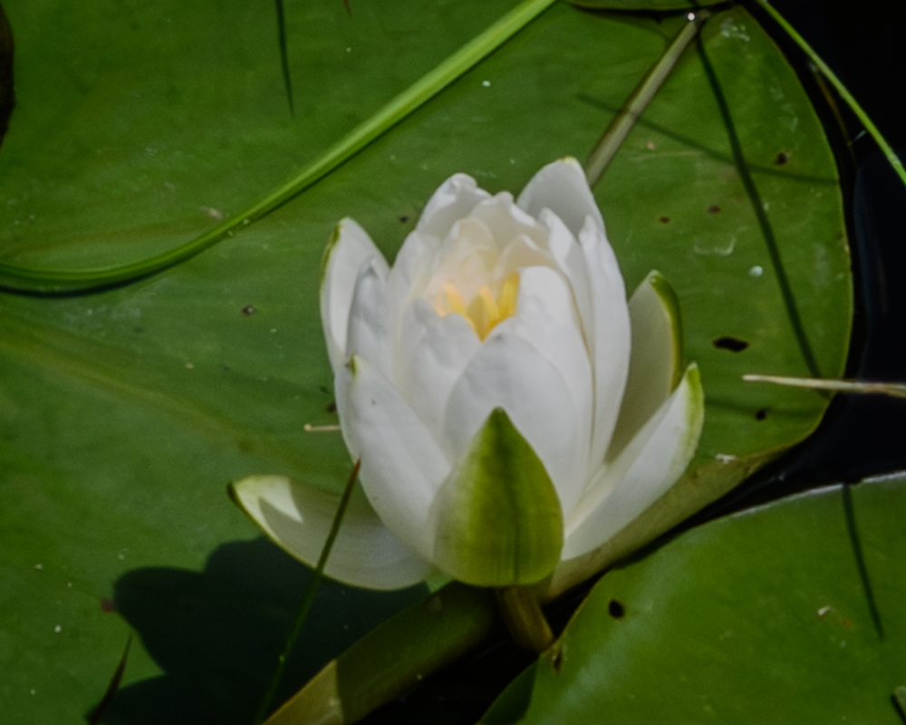 White Lotus