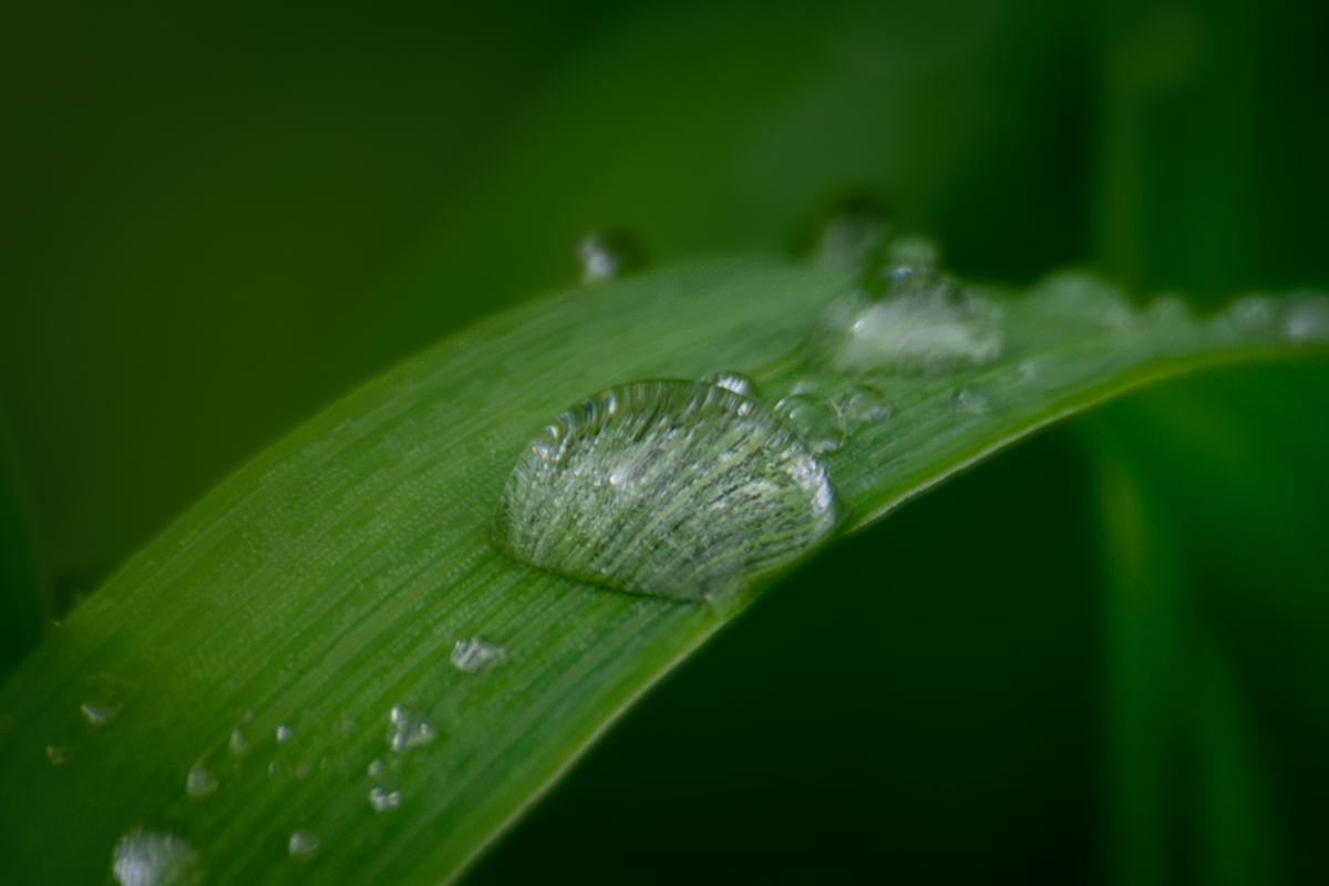 Single Green Raindrop