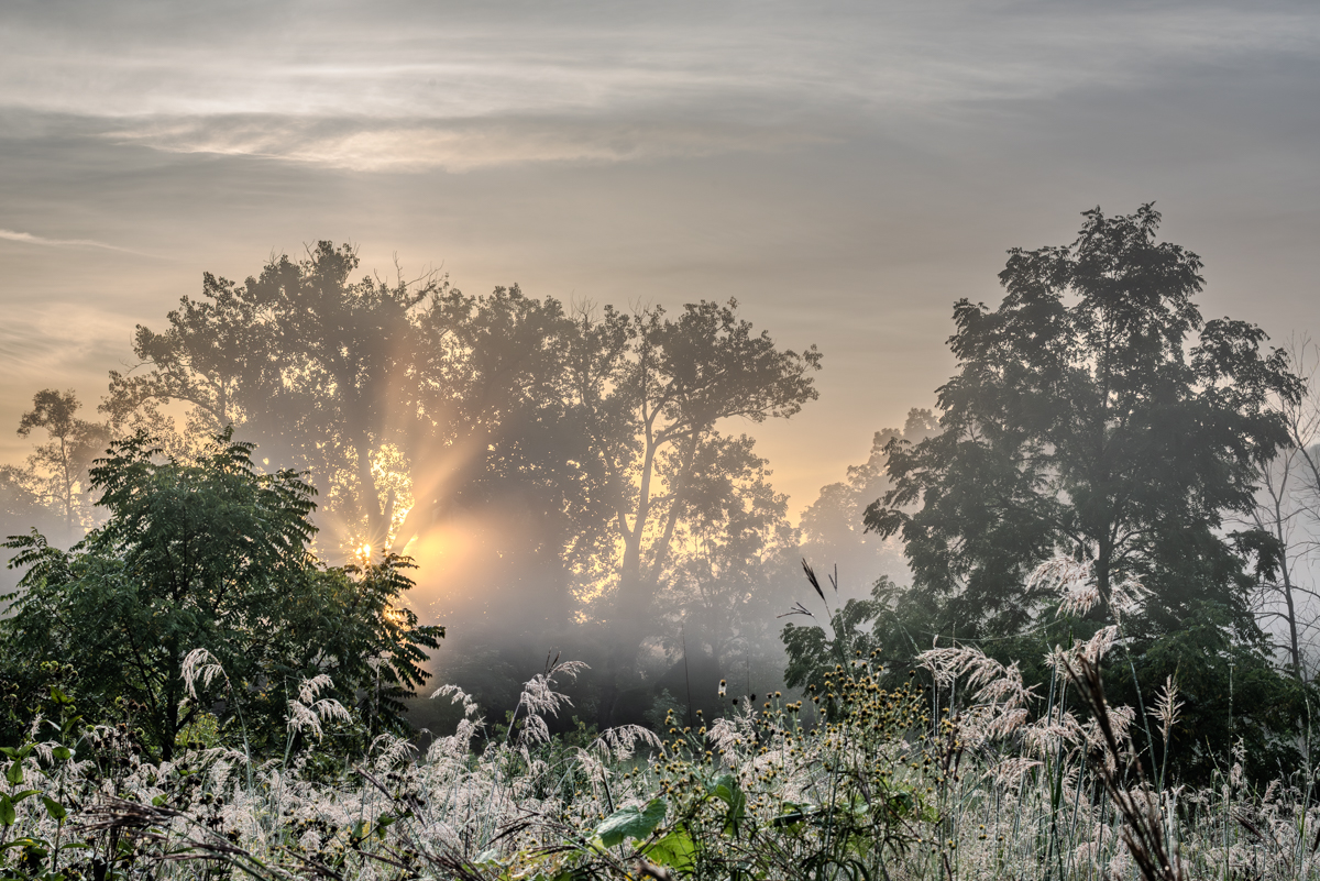 Beaming Through the Trees