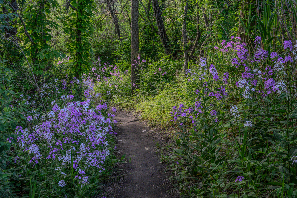 Between the Wildflowers