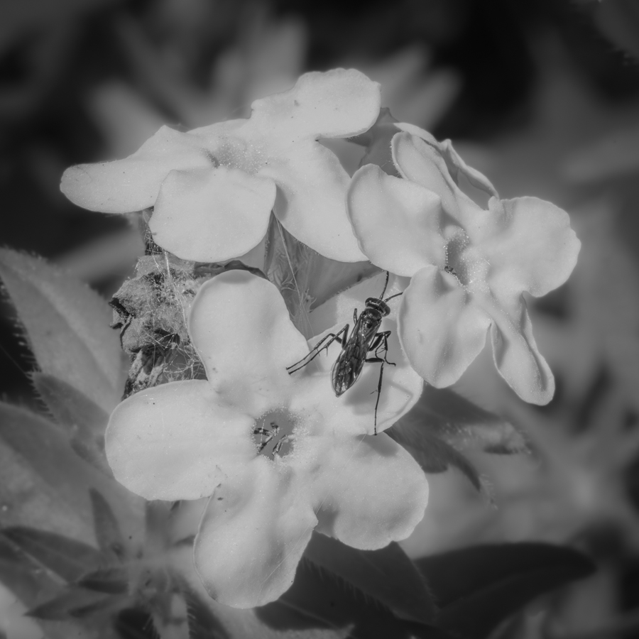 Blossom to Blossom