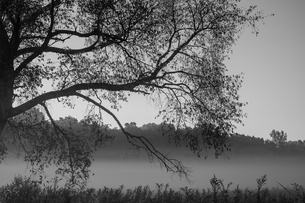 Foggy Horizon