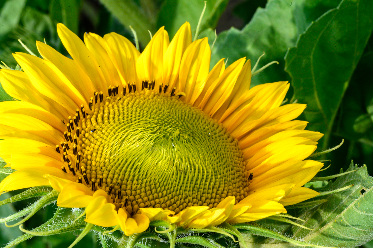 Sunflower Festival