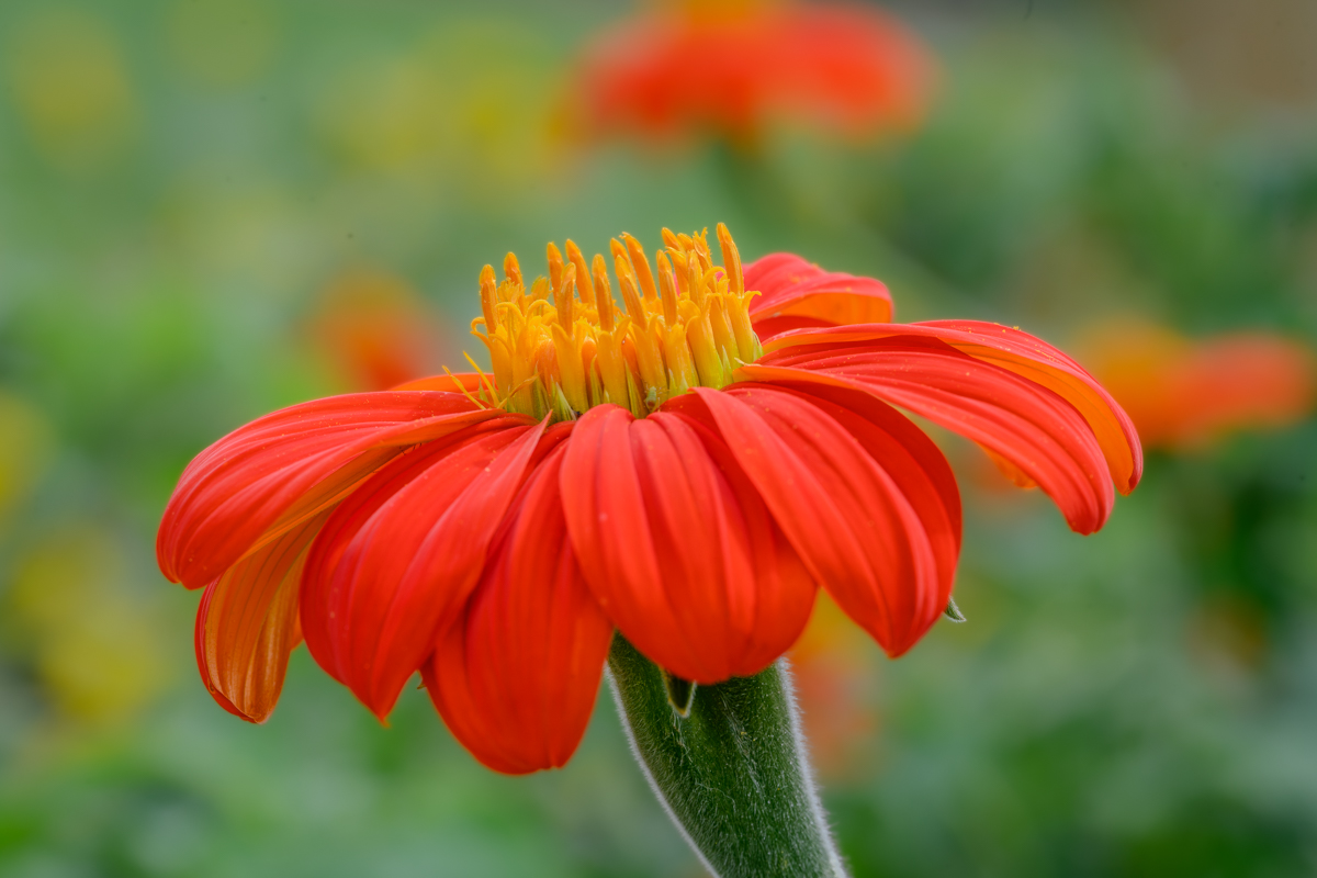 Sunshine in a Flower